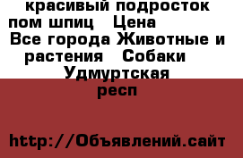 красивый подросток пом шпиц › Цена ­ 30 000 - Все города Животные и растения » Собаки   . Удмуртская респ.